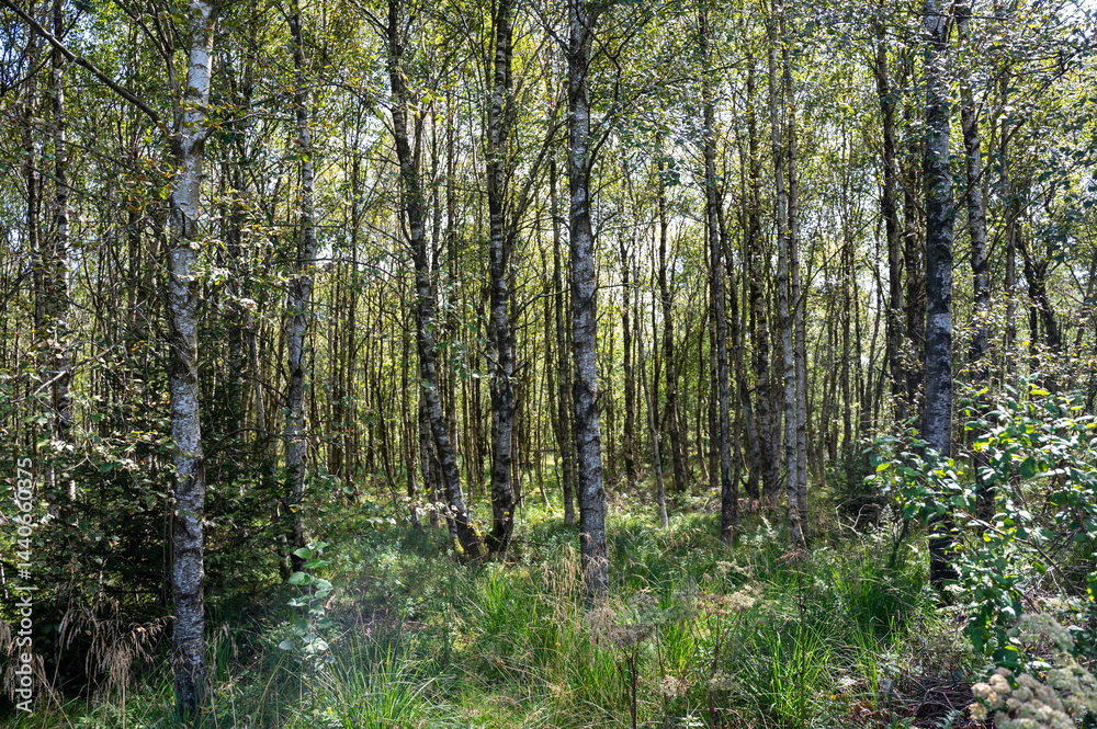 In the forest with green grass