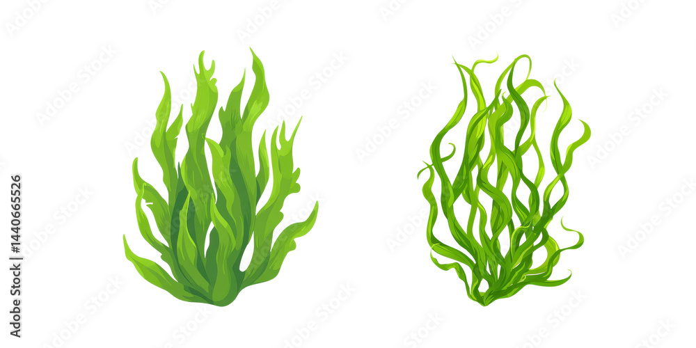 Set of Seaweed Bundle with Clean Green Texture, Isolated on White or transparent background