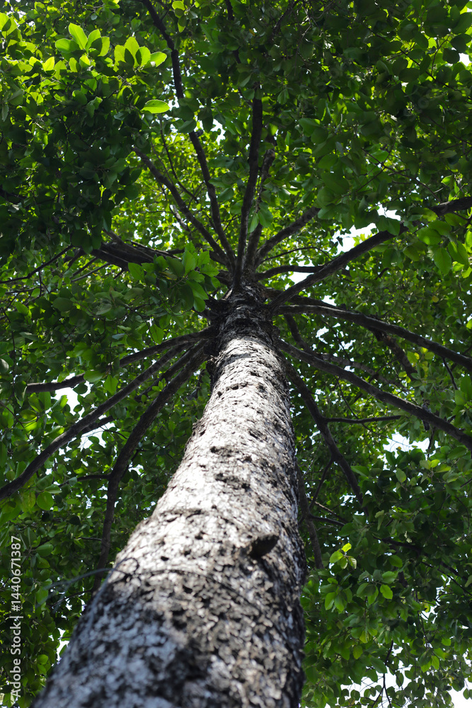 Fototapeta premium Looking up from down tree, Dipterocarpus tree, Big tree in Vietnam