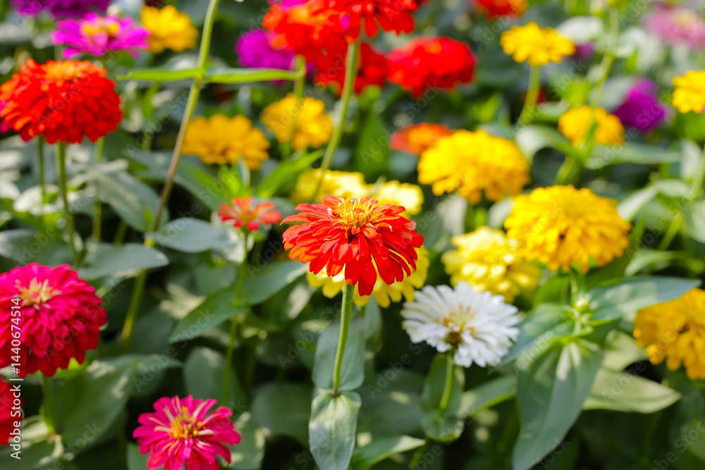 Colorful zinnias in full bloom brightens the garden Colorful zinnias in full bloom brightens the garden