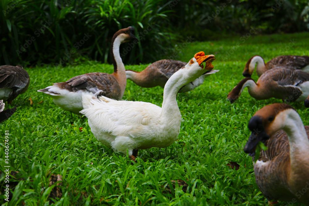 Obraz premium A group of geese on a lush green lawn
