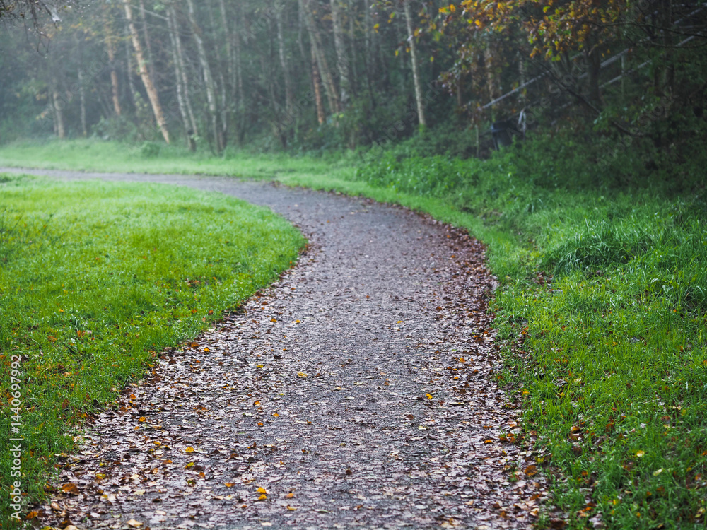 Footpath in a forest park with green trees and fog. Calm and relaxing nature scene. Nobody. Selective focus. Natural colors