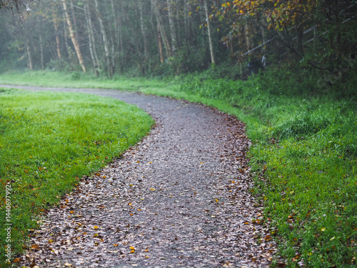 Footpath in a forest park with green trees and fog. Calm and relaxing nature scene. Nobody. Selective focus. Natural colors