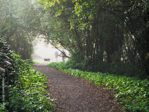 Walking path in a forest park with green trees and fog, silhouette of a man with dog in a fog creates drama and tension. Calm and relaxing nature scene. Nobody. Selective focus. Natural colors