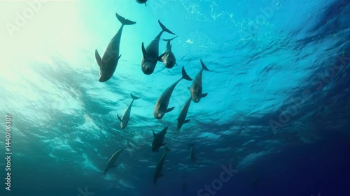 The movement of dolphins in groups and families on the water and under the sea is wonderful. Underwater filming