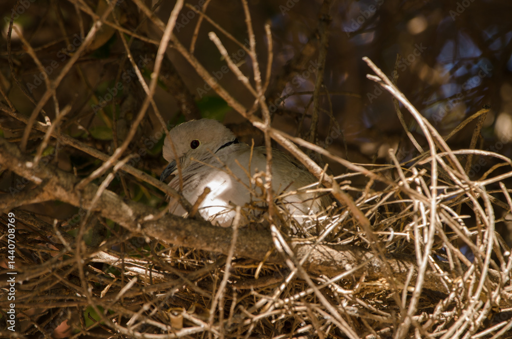 Obraz premium Barbary dove Streptopelia risoria in its nest. Las Palmas de Gran Canaria. Gran Canaria. Canary Islands. Spain.