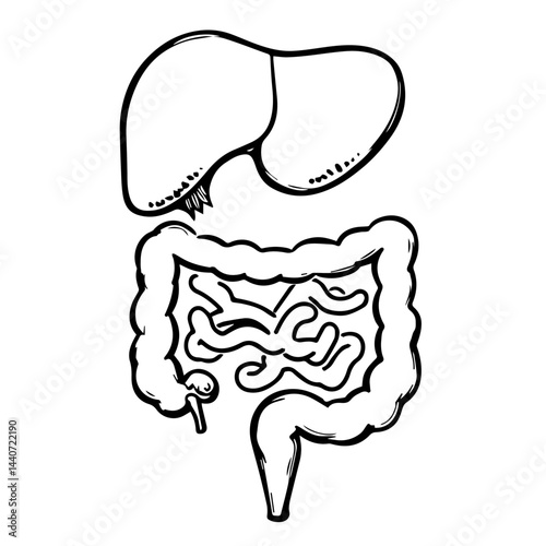 Human liver and intestines illustration, for digestive health awareness