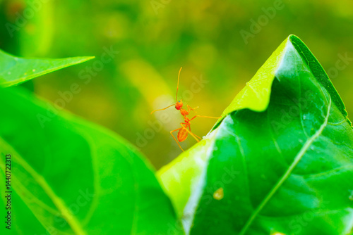 Wallpaper Mural ant  red ant on leaf close up image Torontodigital.ca