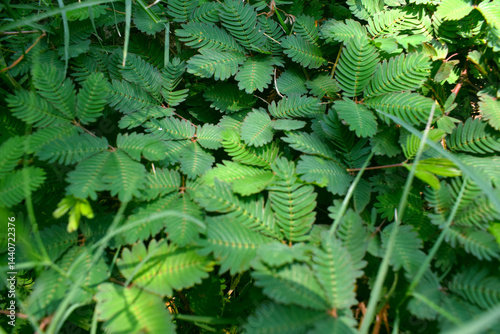 Wallpaper Mural Shame plant Mimosa pudica images  Torontodigital.ca