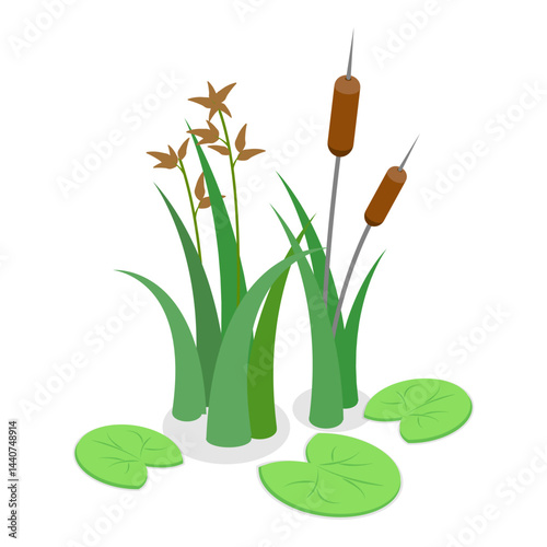 3D Isometric Flat Vector Set of Lake Aquatic Plants, Marsh Reed. Item 3