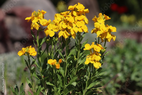 Schilderij op canvas Yellow flowers of wallflower (Erysimum cheiri) plant in spring garden