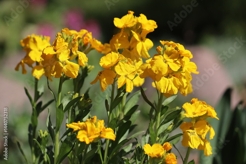 Yellow flowers of wallflower (Erysimum cheiri) plant in spring garden