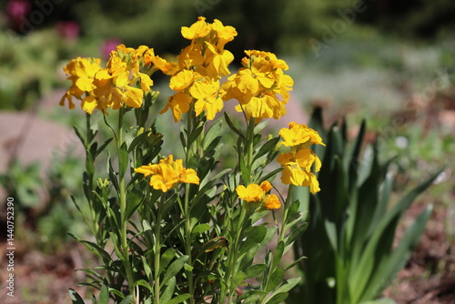 Yellow flowers of wallflower (Erysimum cheiri) plant in spring garden