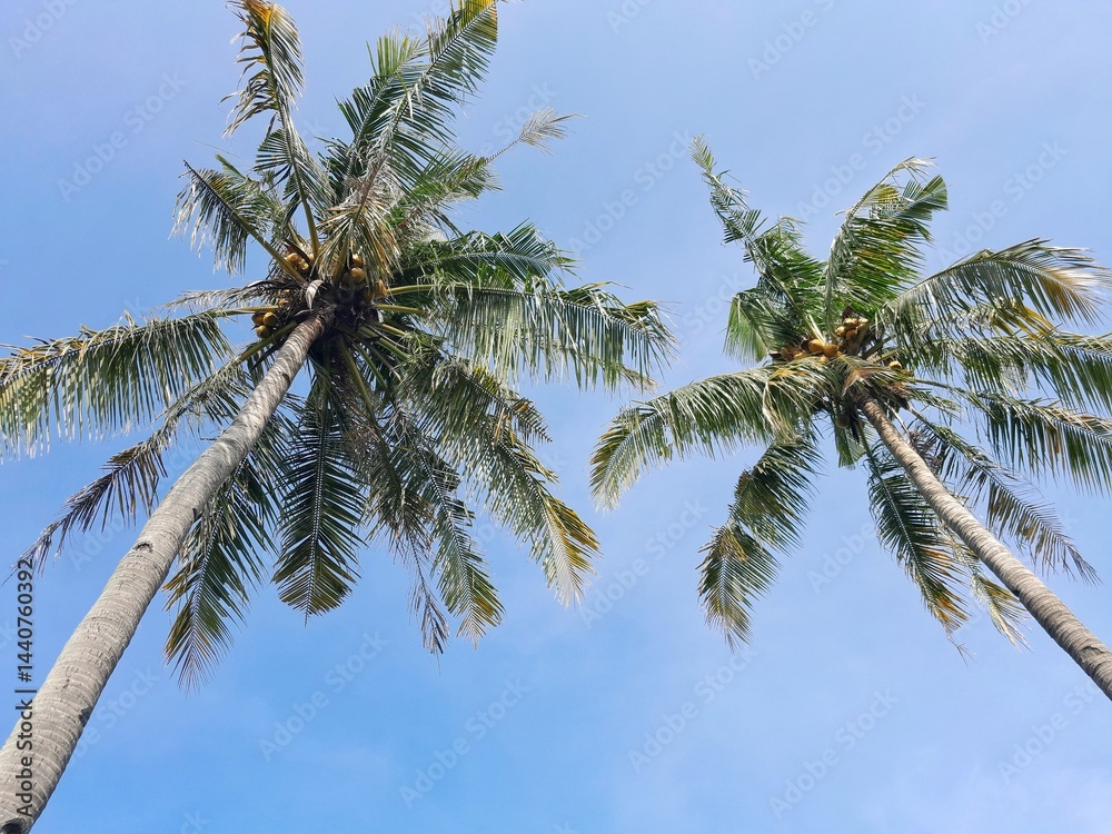 Naklejka premium Two tall coconut trees towering against the bright blue sky