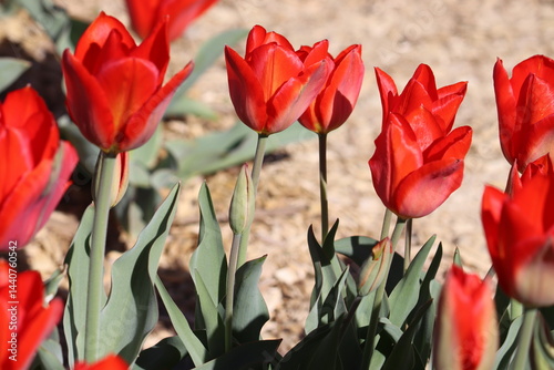 Red tulip flowers in spring garden