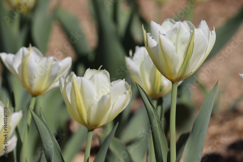 Two-color white-yellow tulips flowers in spring garden