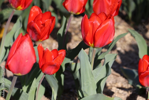 Red tulip flowers in spring garden