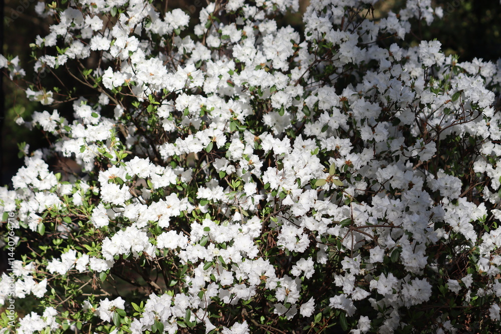Flowering Rhododendron dauricum cultivar April Snow with white flowers in spring garden Flowering Rhododendron dauricum cultivar April Snow with white flowers in spring garden