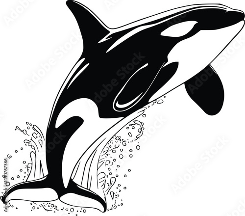 Bold Black And White Orca Breaching. Vector Illustration Isolated On White
