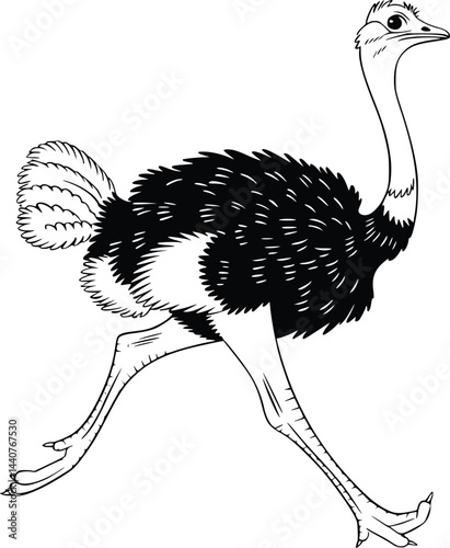 Bold Black And White Ostrich Running. Vector Illustration Isolated On White