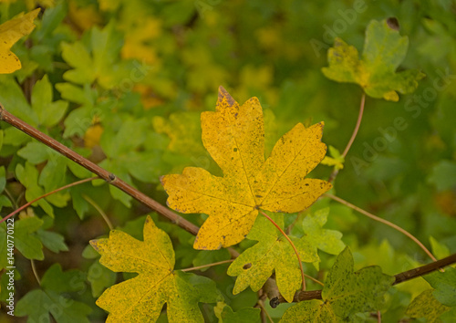 Yellow autumnal leaf of a field maple tree, selective focus with green bokeh background - acer campestre 