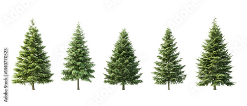 Pack of Fir Against Transparent Background for Botanical Designs, Landscaping Projects, or Holiday Decor photo
