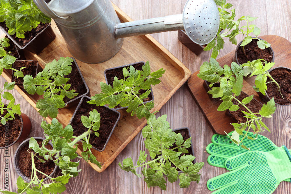 Planting young tomato seedlings in pots on wooden background. Agriculture garden homegrown food vegetables self-sufficient home sustainable household concept