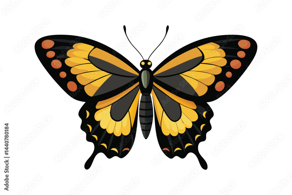 Obraz premium Butterfly Papilio Paris Isolated on White Background