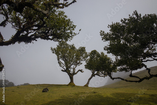 Obraz na płótnie Mysterious Fanal Forest in Madeira enveloped in mist reveals ancient trees and lush green landscape w salonie