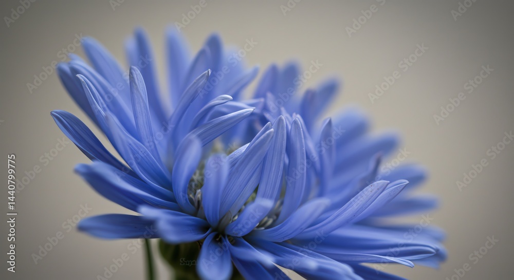 Obraz premium Blooming Blue Flower Close Up with Soft Lighting