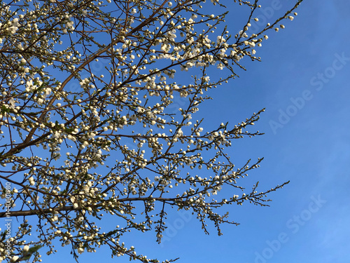 spring, blue sky, white cherry blossoms overhead, wind swaying branches, freshness