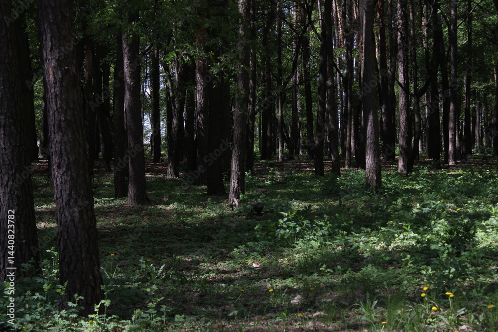 Obraz premium trees in the thick forest