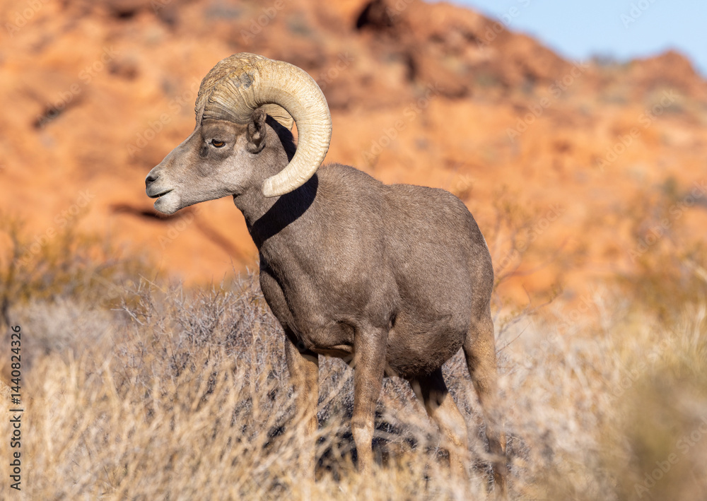 Fototapeta premium Desert Bighorn Sheep Ram in the Nevada Desert in Winter