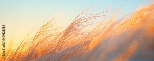 Soft, golden grass swaying in the gentle breeze.