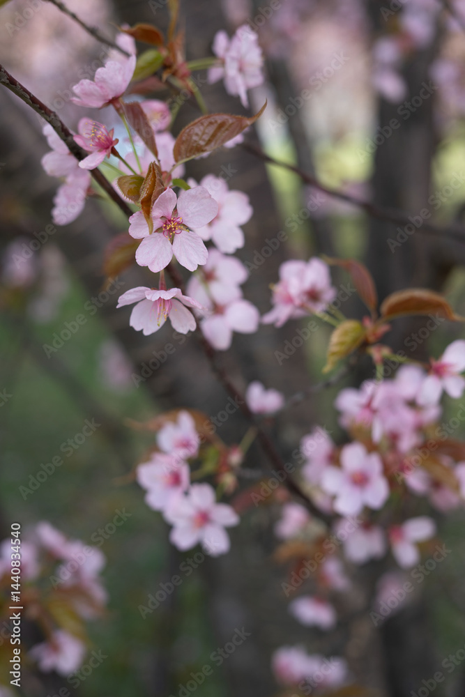 close-up of delicate pink cherry blossoms on branches with soft focus background evoking a tranquil springtime atmosphere in a natural outdoor setting, scene, exterior, renewal, whimsical, earthy