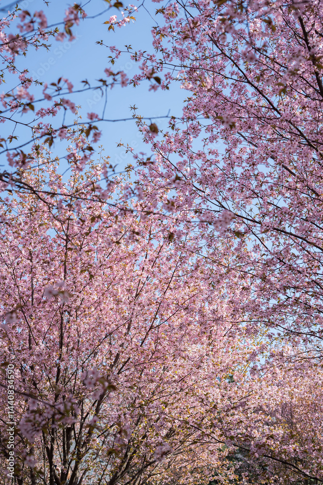vibrant cherry blossom canopy under crisp blue sky captures the essence of springtime; pink petals abound in a serene orchard setting, evoking freshness and tranquility. placid, bucolic, sublime