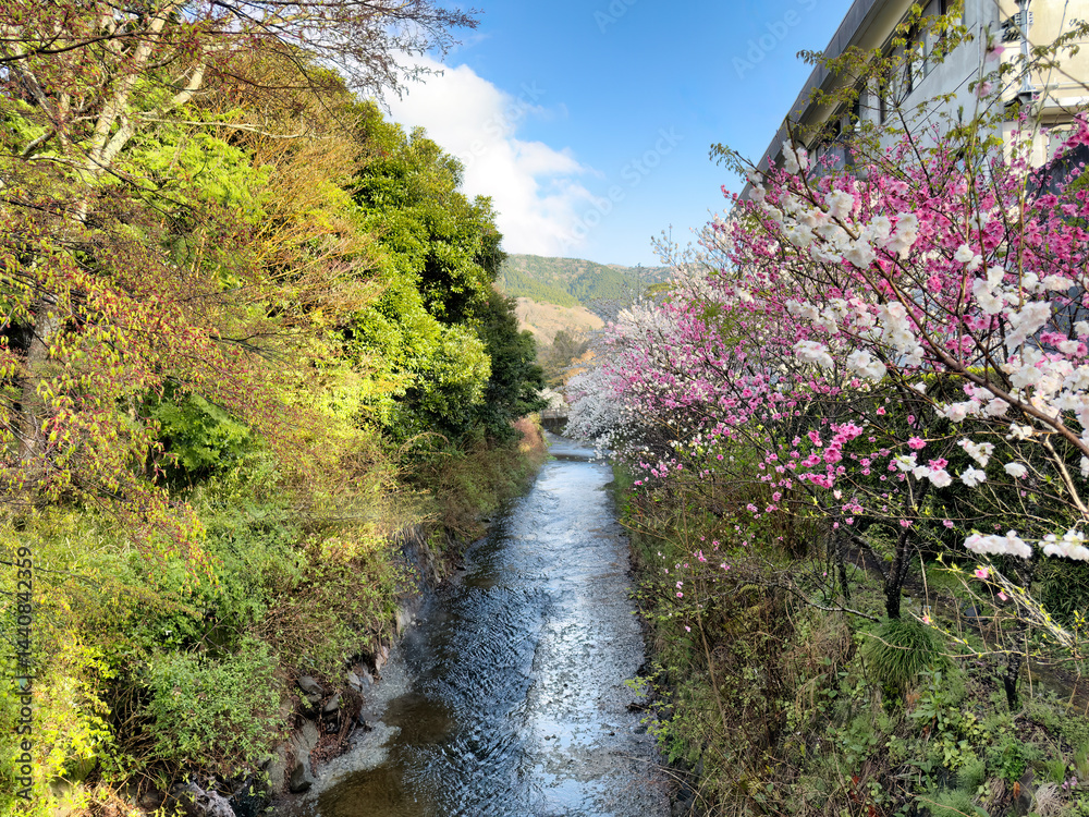 Small creek in Hakone Japan with blooming cherry trees in spring season