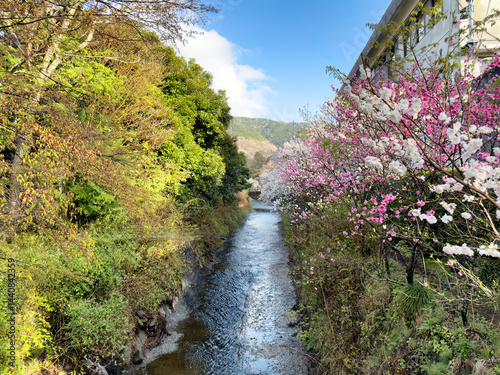 Obraz na płótnie Small creek in Hakone Japan with blooming cherry trees in spring season w salonie