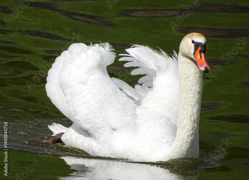 Fototapeta Naklejka Na Ścianę i Meble -  White swan on the water
