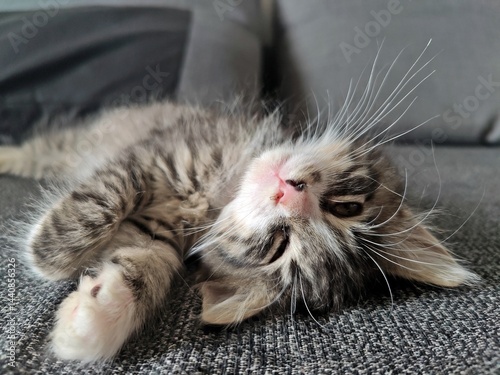 Cute little cat lying on the bed - sleepy kitten 