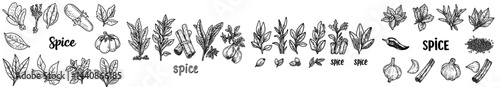 A collection of herbs and spices, including basil, garlic, chili, cinnamon, and other ingredients used in cooking, featuring fresh leaves and dried seeds in a flat modern illustration