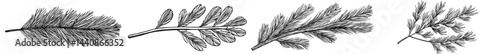 A precise outline of a pine branch is presented, highlighting its unique needles and overall organic shape, perfect for use in botanical drawings