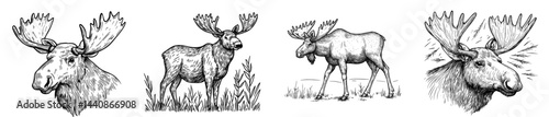 A dramatic outline of a moose displaying its remarkable antlers, symbolizing wildlife and nature in a wooded setting