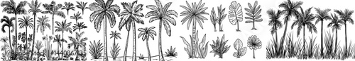 A compilation of palm tree outlines is ideal for use in tropical-themed designs, backgrounds, or projects centered around nature