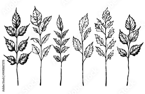 A compilation of dark leaf silhouettes in diverse shapes and sizes, perfect for use in botanical design projects