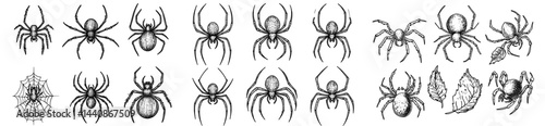 A set of black spider outlines in different poses, ideal for Halloween or nature-inspired designs