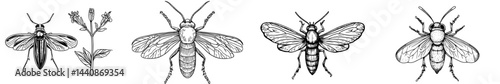 A precise black outline of an insect is displayed, highlighting its wings and body composition, suitable for educational and design applications