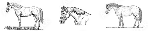 The horse's stunning profile highlights its sophisticated appearance and luxuriant mane, making it perfect for art and design applications photo