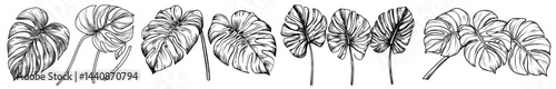 A compilation of dark outline leaves showcasing diverse monstera and tropical leaf patterns ideal for decoration and art