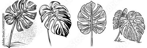 A lone green monstera leaf is depicted growing upwards, showcasing its distinctive splits and holes, set against a clean white backdrop, ideal for nature, plant, and tropical-themed projects